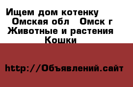 Ищем дом котенку!!!!! - Омская обл., Омск г. Животные и растения » Кошки   